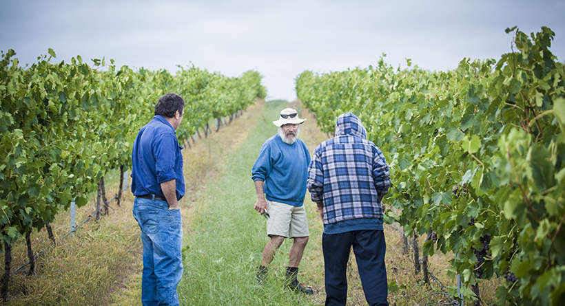 Grove Estate Vineyard